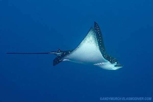 spotted-eagle-ray-2